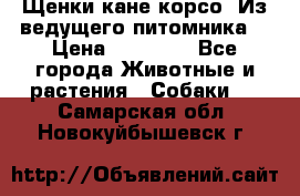 Щенки кане корсо! Из ведущего питомника! › Цена ­ 60 000 - Все города Животные и растения » Собаки   . Самарская обл.,Новокуйбышевск г.